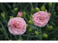 Dianthus 