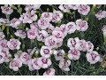 Dianthus 