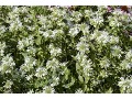 Monarda 