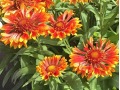 Gaillardia 