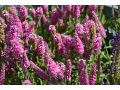 Veronica ( Pseudolysimachion ) spicata 