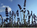 Lavandula angustifolia  