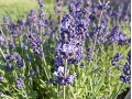 Lavandula angustifolia 