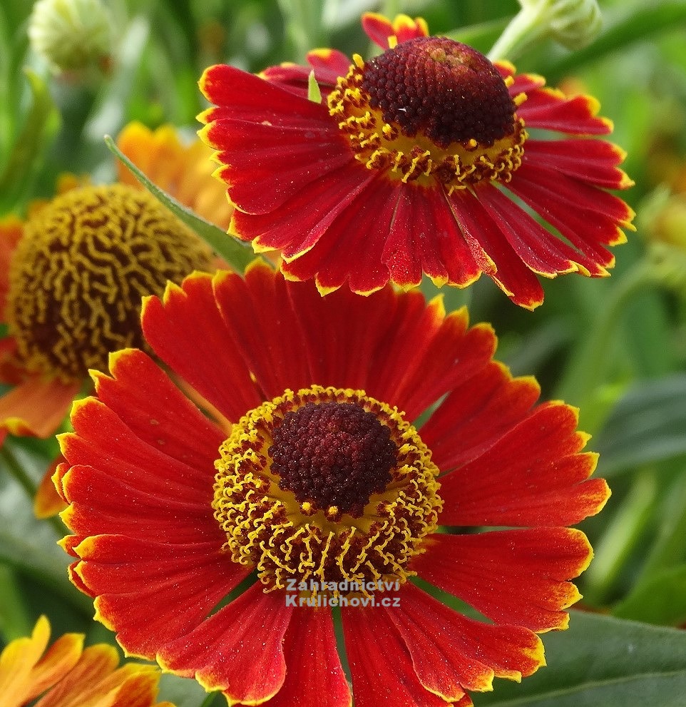 Helenium × hybridum