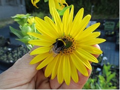 Silphium perfoliatum - mužák prorostlý značka pole L26