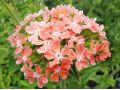 Lychnis chalcedonica 
