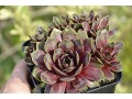 Sempervivum 