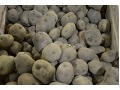 Solanum tuberosum 