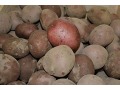 Solanum tuberosum 