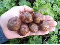 Solanum tuberosum 