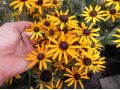 Rudbeckia fulgida var. sullivantii 