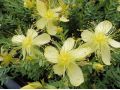 Hypericum olympicum f. uniflorum 