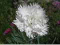 Dianthus plumarius 