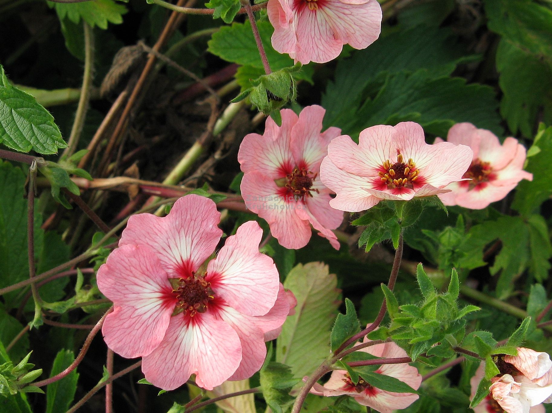 Potentilla X Hopwoodiana Mochna Zahradnictv Krulichovi 