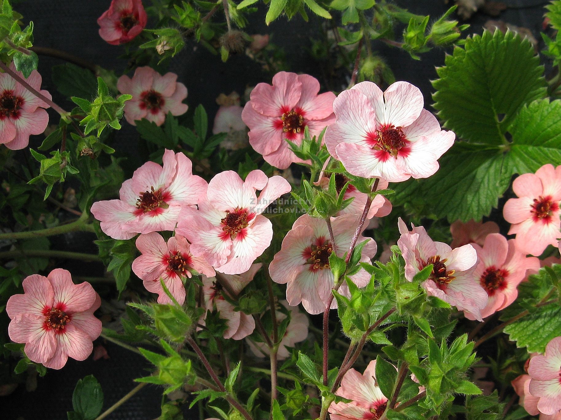 Potentilla X Hopwoodiana Mochna Zahradnictv Krulichovi 