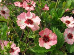 Potentilla x hopwoodiana - mochna značka pole L20