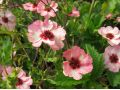Potentilla x hopwoodiana - mochna