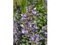 Nepeta faassenii 