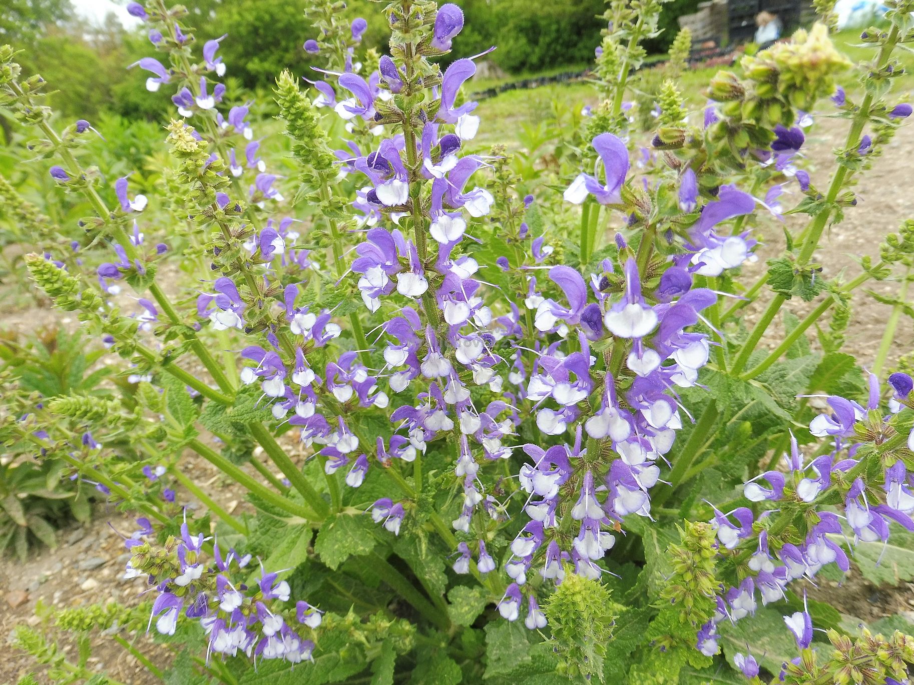 Salvia Color Spires ® 'Azure Snow ' šalvěj luční Zahradnictví