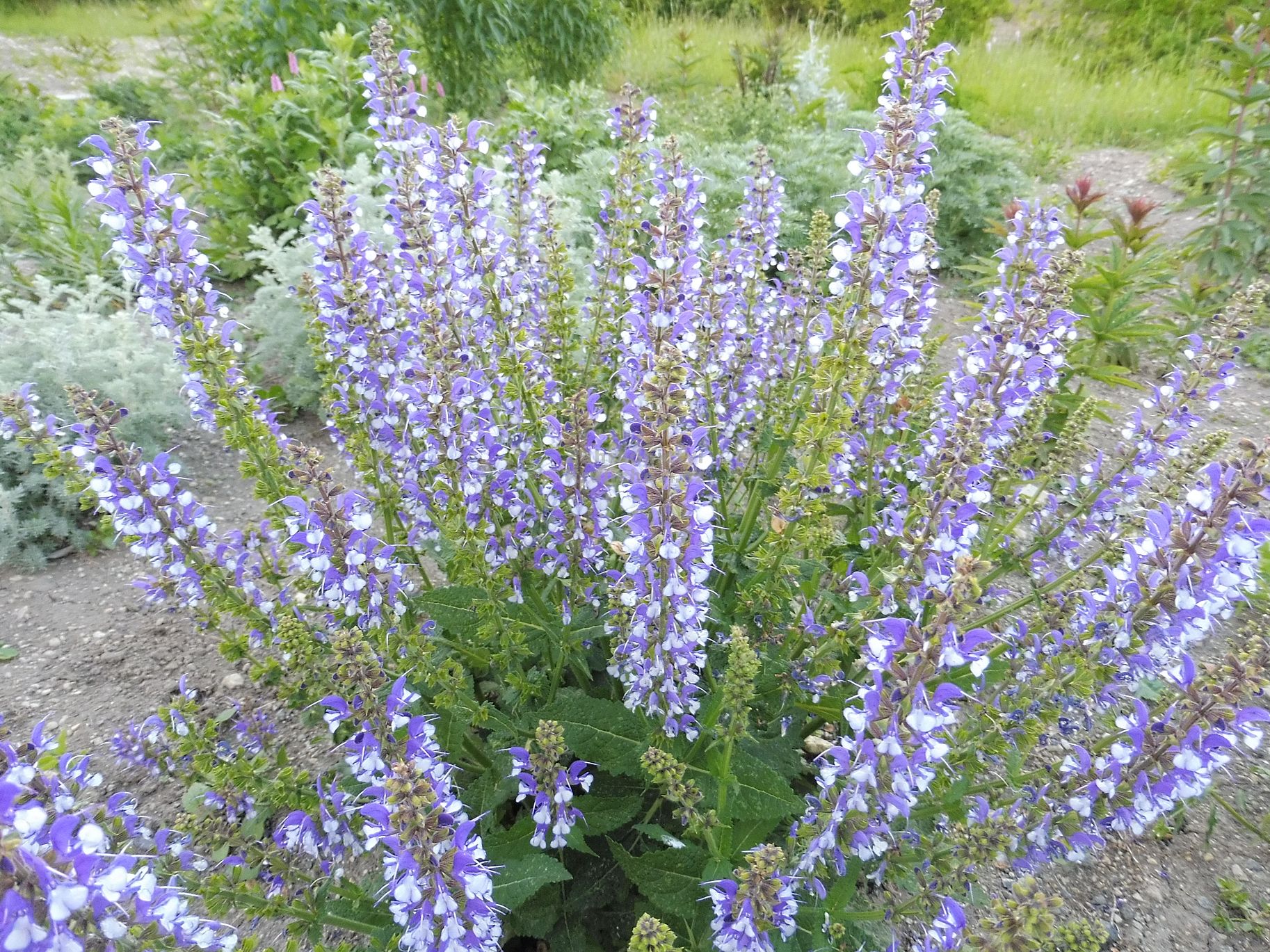 Salvia Color Spires ® 'Azure Snow ' šalvěj luční Zahradnictví