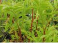 Glycyrrhiza yunnanensis - lékořice čínská