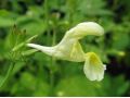 Nepeta govaniana - šanta