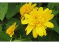 Helianthus  