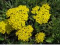 Achillea tomentosa 