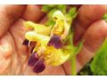 Salvia flava var. megalantha - šalvěj