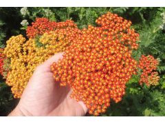 Achillea millefolium 