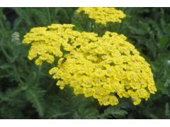 Achillea millefolium 