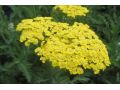 Achillea millefolium 