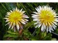 Taraxacum pseudoroseum - růžová pampeliška