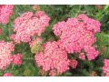 Achillea millefolium 