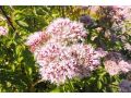Eupatorium ( Eutrochium ) cannabinum  - sadec konopáč