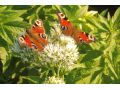 Eupatorium ( Eutrochium ) cannabinum  