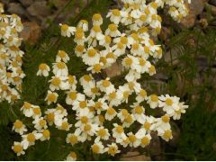 Tanacetum corymbosum - řimbaba, vratič chocholičnatý značka pole P7