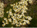 Tanacetum corymbosum - řimbaba, vratič chocholičnatý