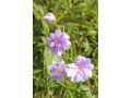 Geranium pratense 