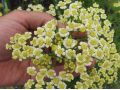 Achillea decolorans - řebříček
