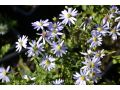Aster cordifolius  