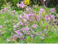 Thalictrum rochebruneanum var. grandisepalum - žluťucha