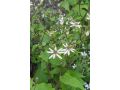 Aster ( Eurybia ) divaricatus 