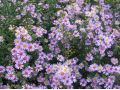 Aster lateriflorus 