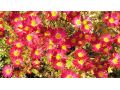 Chrysanthemum ( Dendranthema ) 