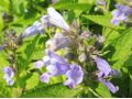 Nepeta subsessilis 