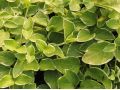 Vinca major 