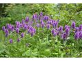 Stachys ( Betonica)  
