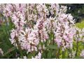 Stachys ( Betonica)  