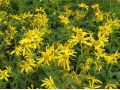 Verbesina helianthoides - verbesina